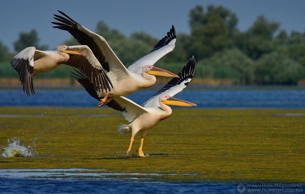 Danube Delta - Pelicans