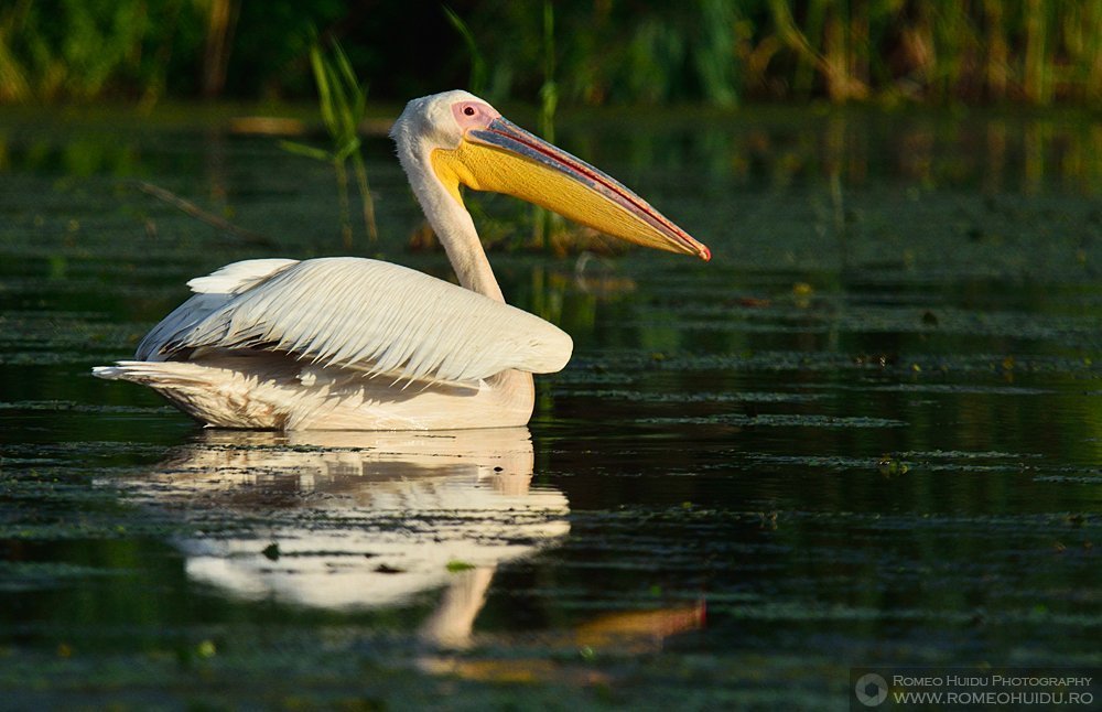 Danube Delta - Pelican