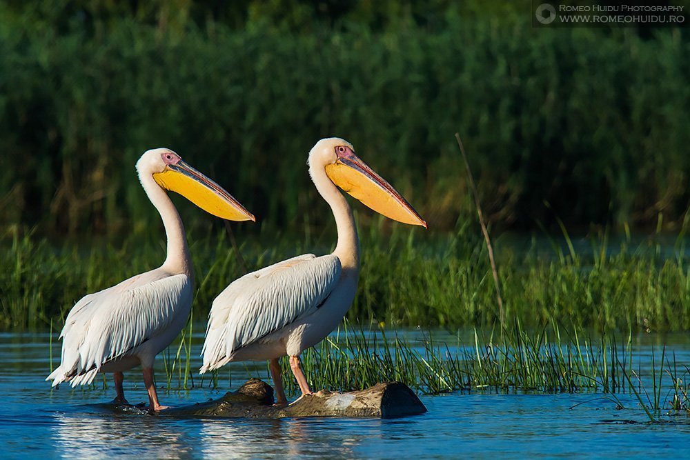 Danube Delta - Pelicans