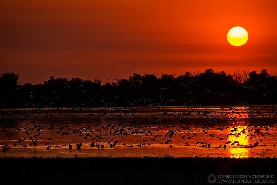 Danube Delta Sunset