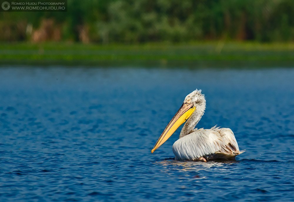 Pelican cret