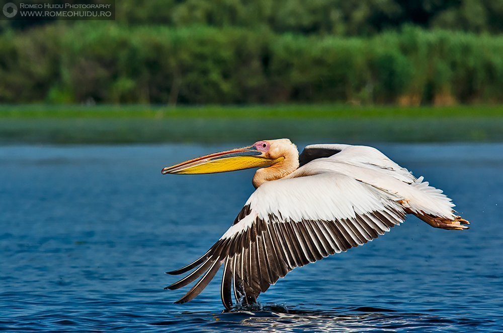 Pelican comun