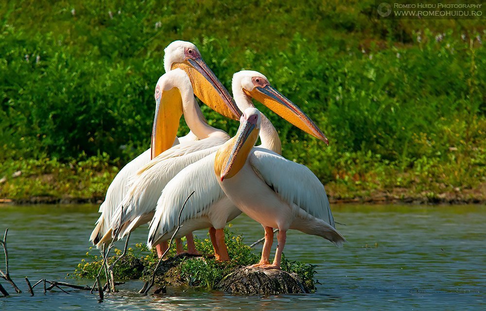 Pelicani comuni