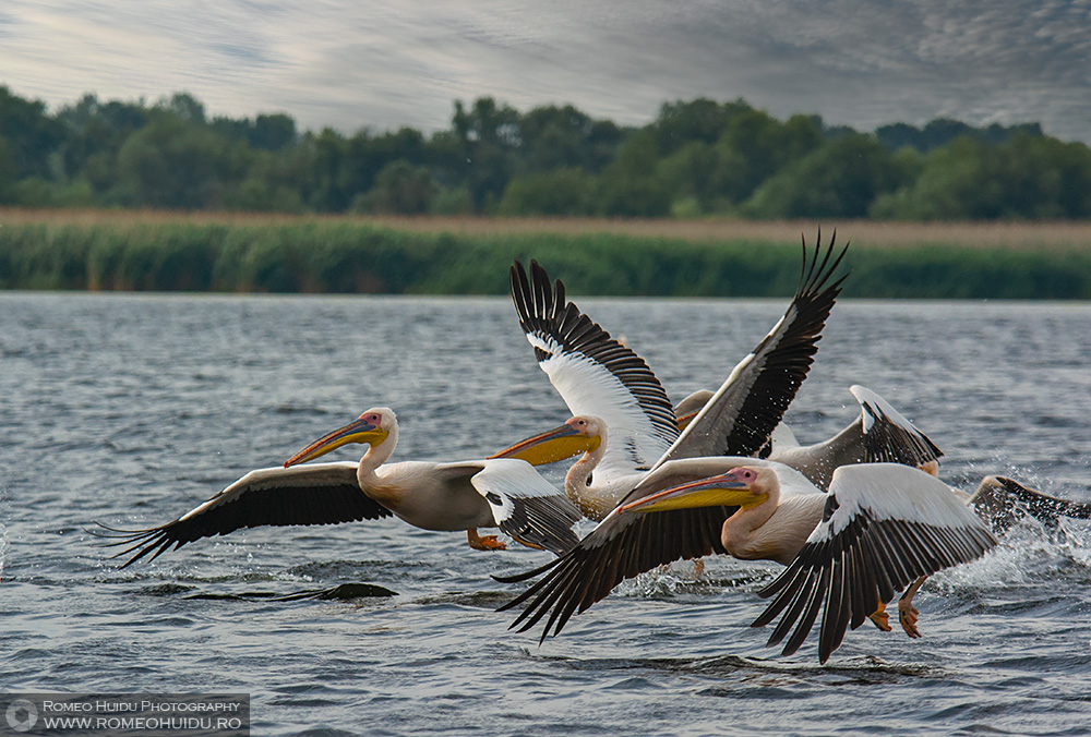 Pelicani comuni
